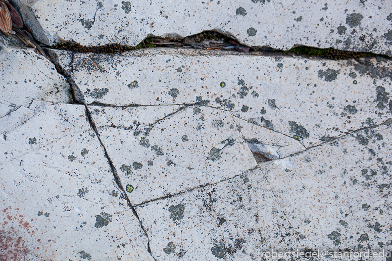 lichenous rock